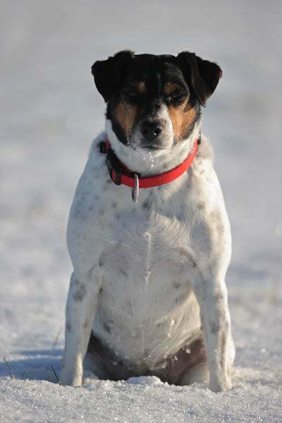 Hund im Schnee