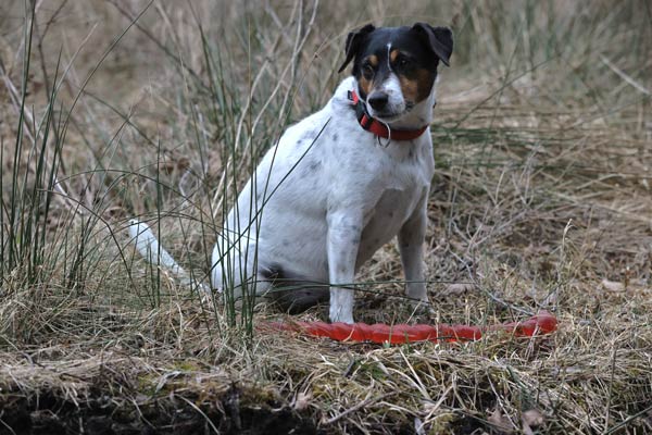 Hund ISO-Reihe 6.400, 12.800, 25.600