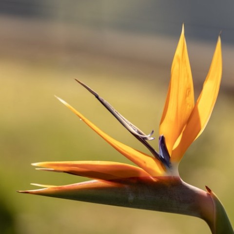 Fotoreise Madeira - Canon Academy