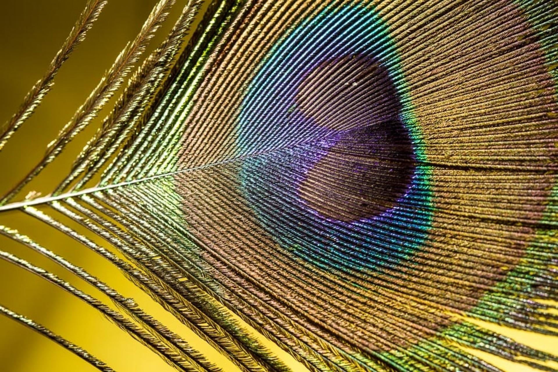 Makrofotografie - Kleine Welt ganz Groß - Canon Academy Grundlagen