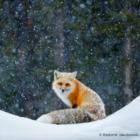 Entdecke die Farben des Winters