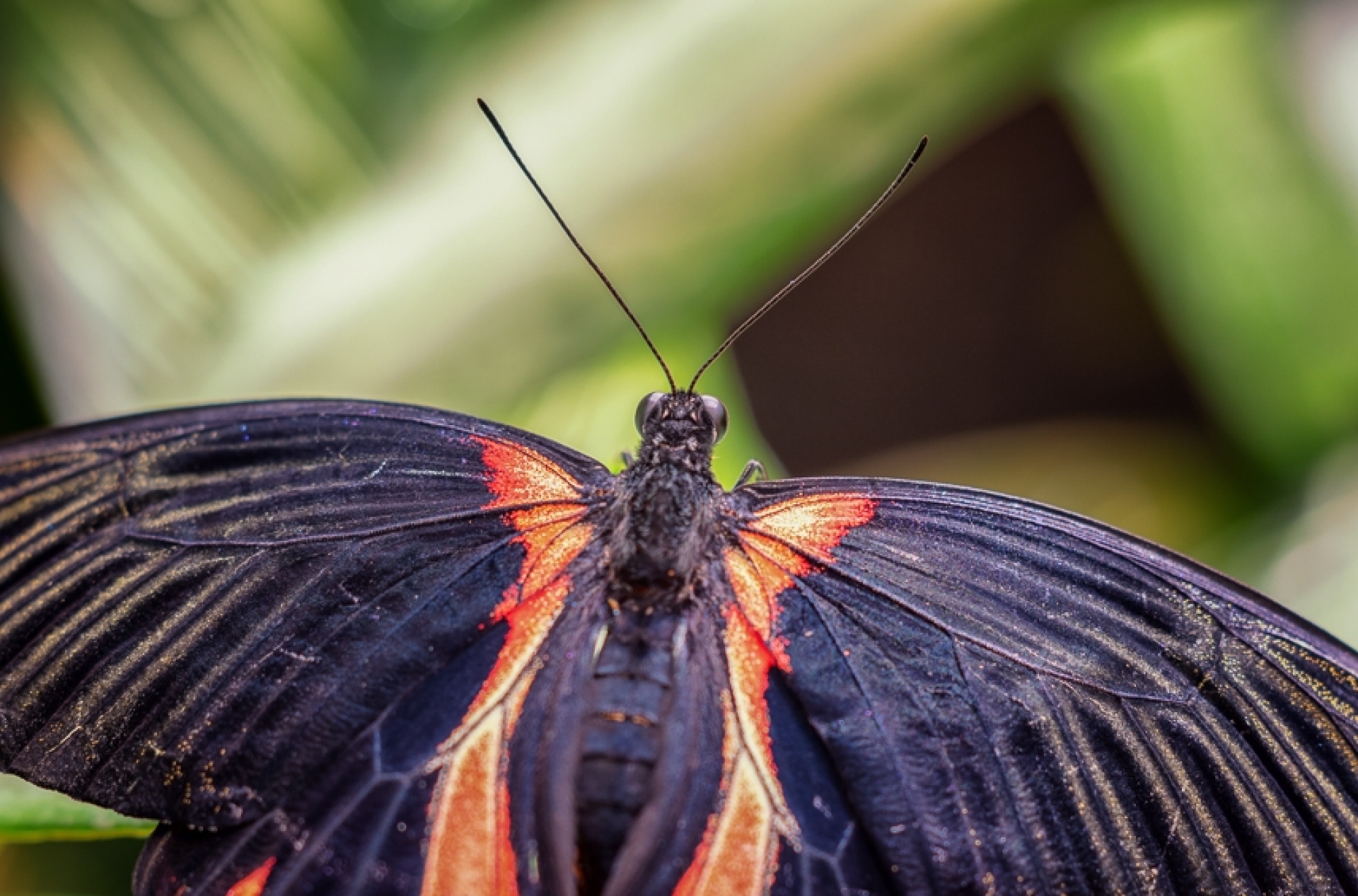 Makrofotografie im Palmenhaus/Schmetterlingshaus - Canon Academy Natur-, Tier- und Makro