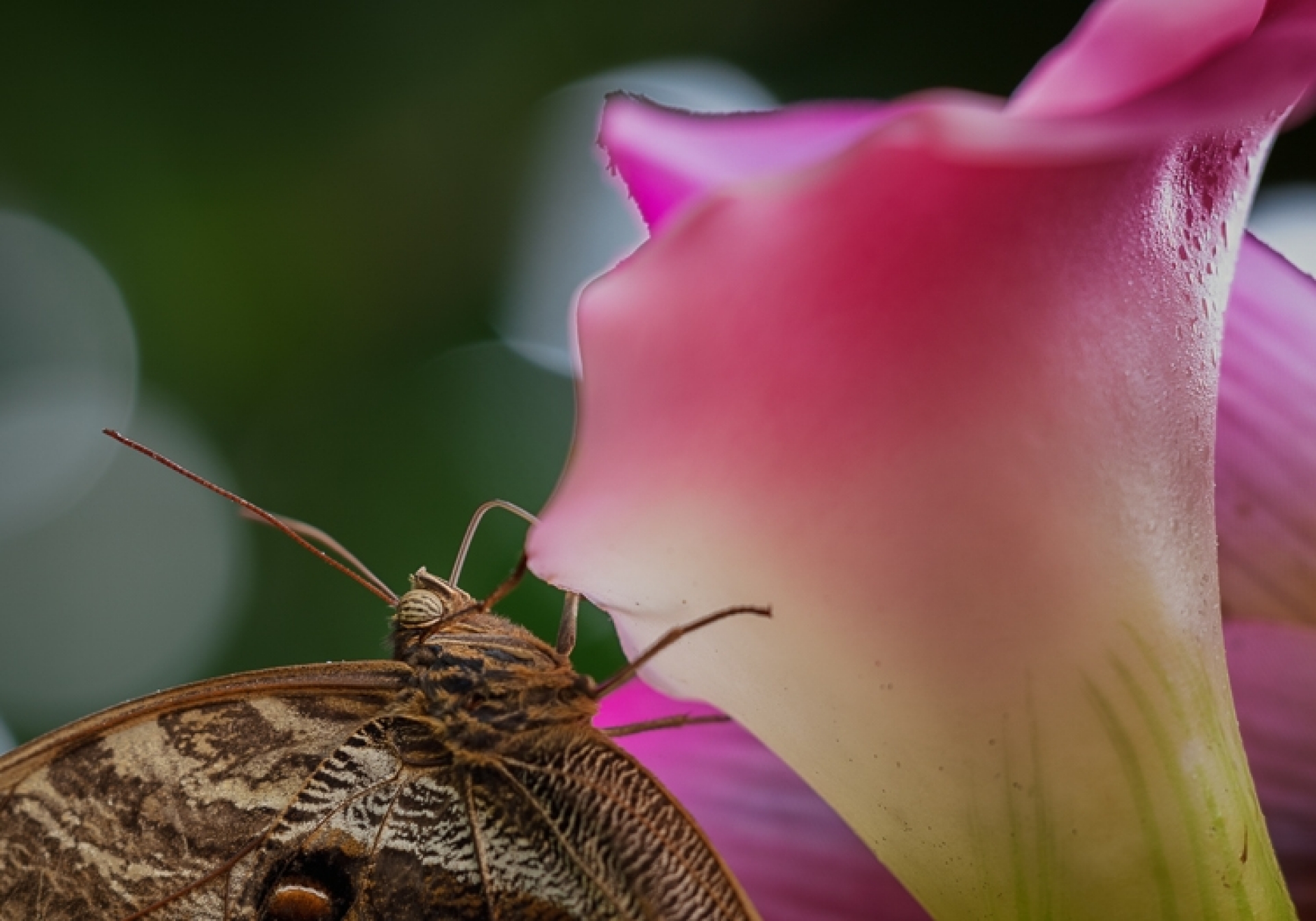 Makrofotografie im Palmenhaus/Schmetterlingshaus - Canon Academy Natur-, Tier- und Makro