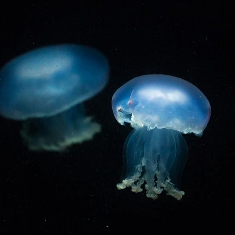 Tierfotografie in Theorie und Praxis - Canon Academy Natur-, Tier- und Makro