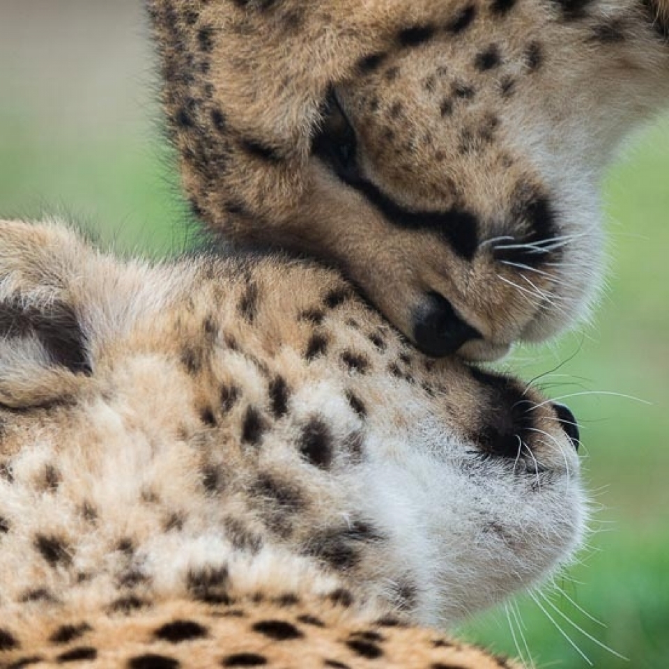 Tierfotografie in Theorie und Praxis - Canon Academy Natur-, Tier- und Makro